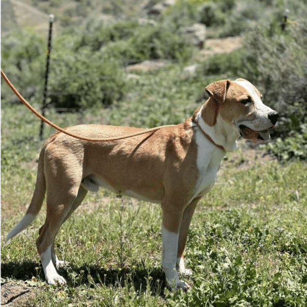 This is cooper, a light brown and white 1.5 yr old Shepherd/Pitbull mix, standing on the grass with a smile on his face. He's available for adoption through Marley's Mutts in Tehachapi, CA